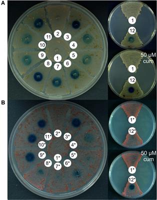 New Molecular Tools for Regulation and Improvement of A40926 Glycopeptide Antibiotic Production in Nonomuraea gerenzanensis ATCC 39727